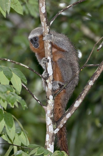 アマゾン熱帯雨林で新種400種近く発見 WWF