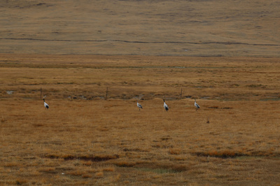 中国・青海湖の水鳥、1年で12万羽以上増加 国内最大の内陸湖