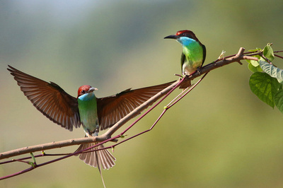 「中国で最も美しい小鳥」ルリノドハチクイ 中国福建省に大量飛来