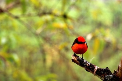 「ダーウィンのタイランチョウ」 ひな6羽ふ化 ガラパゴス諸島