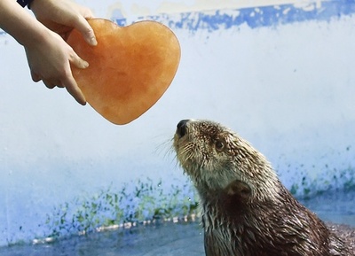 ハート形の氷に興味津々、横浜の水族館