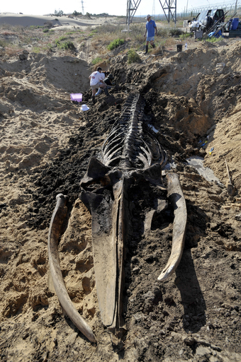 謎の死を遂げたクジラ、調査のため再発掘 イスラエル