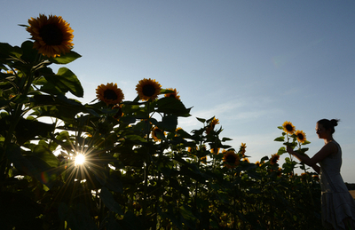 ドイツの夏、地上の太陽ヒマワリも満開