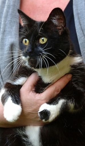 英首相官邸に忍び寄る新たな脅威、ダウニング街のネコ復活か