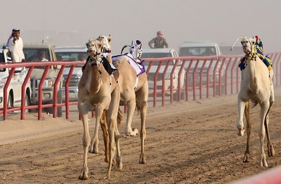 背中には「ロボット騎手」 クウェートでラクダレース開催