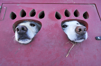 【今日の1枚】犬用顔出しパネル？