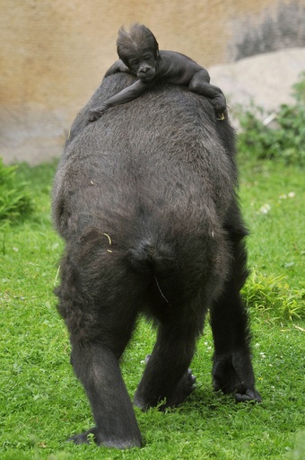 まだまだママに甘えたい、ゴリラの赤ちゃん