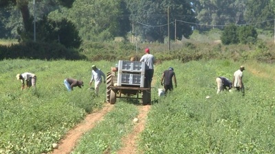 動画:まるで奴隷、イタリア農村で搾取され立ち上がるインド人移民労働者