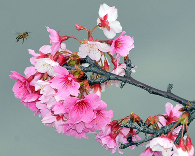 立春の桜、台北で例年より早く開花
