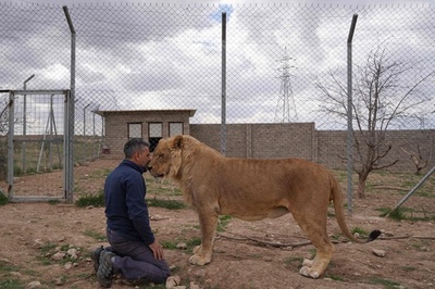 【今日の1枚】ライオンと戯れるトレーナー、イラク