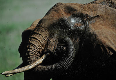 早朝散歩の男性、サーカスのゾウに襲われ死亡 ドイツ