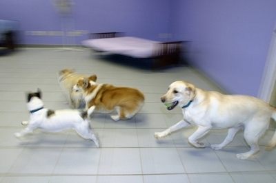 同じ犬を再び盗んで逮捕、名古屋