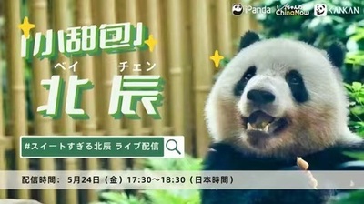 パンダ界のアイドル・和花の最強ライバルか!? 「小甜包」北辰のライブ配信が決定！