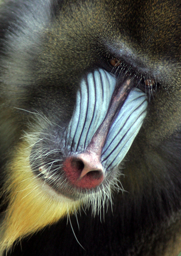 「世界動物の日」を迎えたハンガリーの動物園