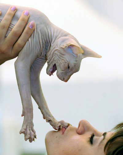 ベラルーシでキャットショー、無毛種のドン・スフィンクスも