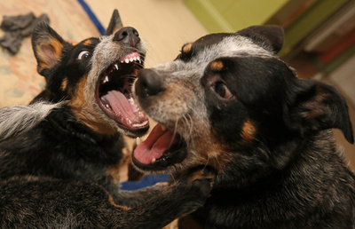 お散歩は子ヒツジと一緒に