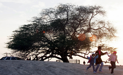 樹齢400年の「命の木」、バーレーンの観光スポットに