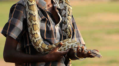欧州のヘビ皮闇市場、年1000億円規模 高級レザー製品に