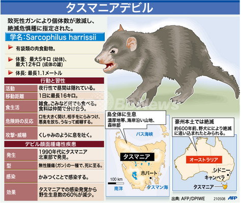 図解 絶滅危惧種 タスマニアデビル 写真1枚 ファッション ニュースならmode Press Powered By Afpbb News