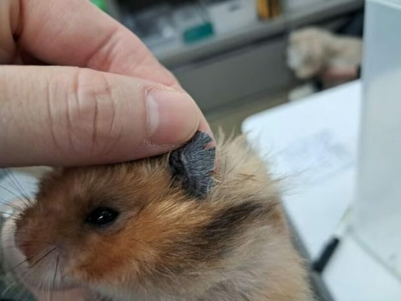 動物自由連帯(c)MONEYTODAY