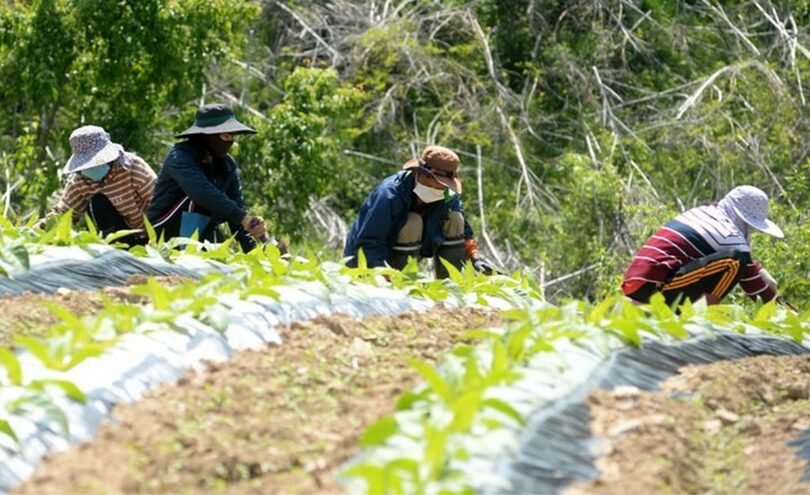 韓国の季節労働者(c)NEWSIS