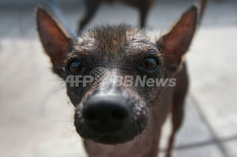 オバマ家のペット 問題 ペルーが伝統の無毛犬贈呈を提案 写真4枚 国際ニュース Afpbb News