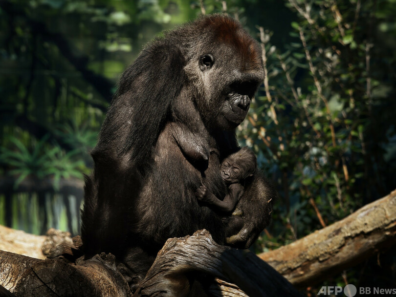 動物園のゴリラ2頭 コロナ感染 米カリフォルニア州 写真1枚 国際ニュース Afpbb News