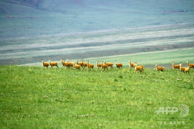 祁連山の草原に夏来る モウコガゼルの群れも 甘粛 張掖 写真8枚 国際ニュース Afpbb News