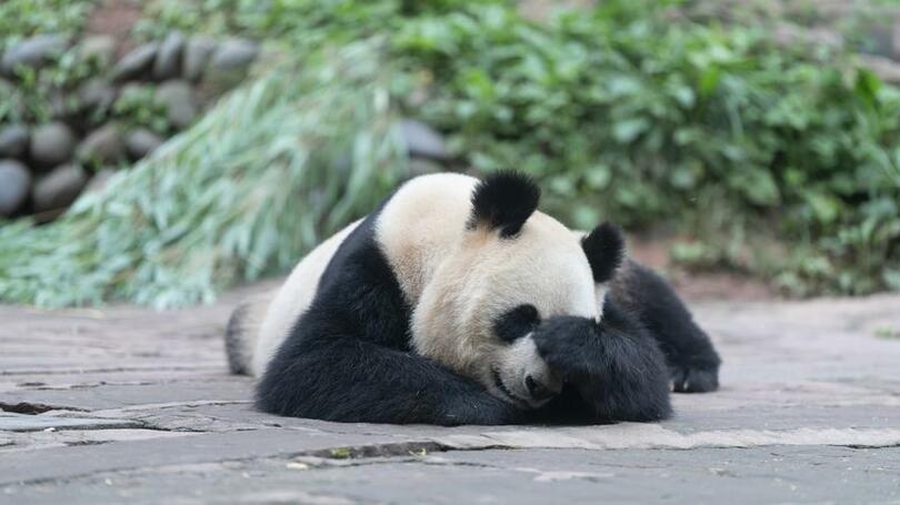 のんびり昼寝するパンダのシンシン 中国四川省