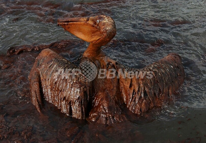 油まみれの鳥たち、メキシコ湾原油流出事故