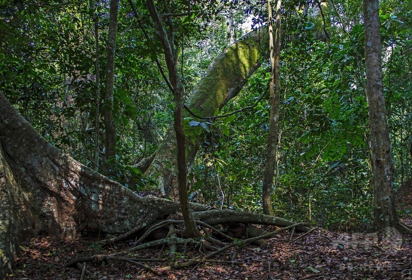 ジカウイルス発見の地、ウガンダの森を訪れて