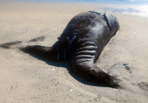 胴体が結合したクジラ2頭の死骸、メキシコ海岸で見つかる 写真3枚 国際