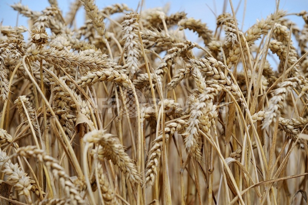 小麦のふすまは便秘に効き目なし 研究報告 写真1枚 国際ニュース Afpbb News