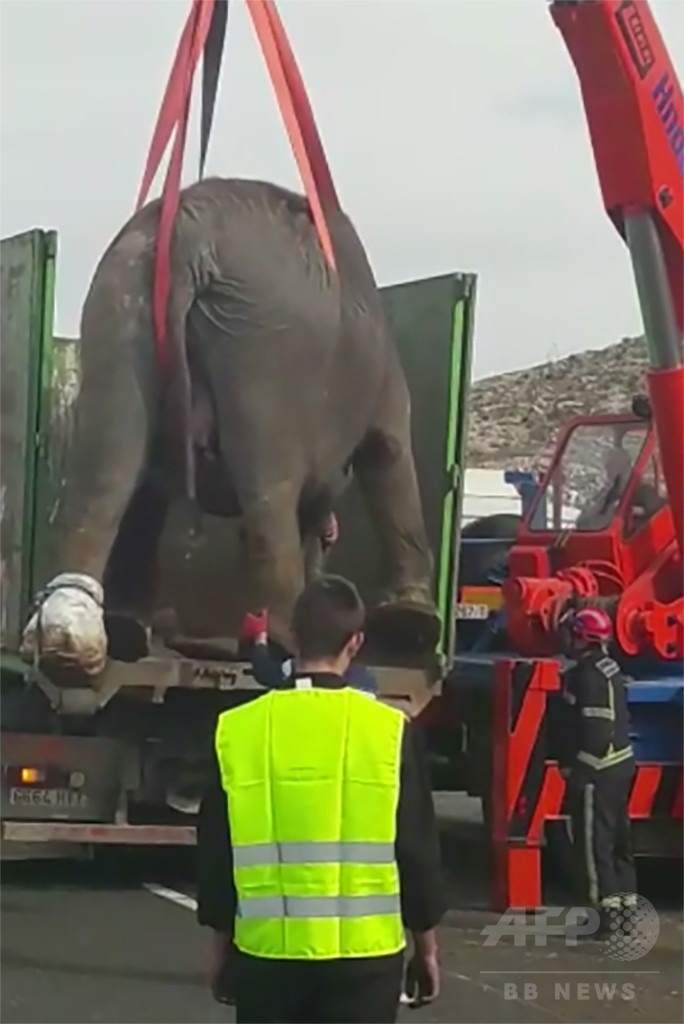 ゾウ輸送中のトラックが横転 1頭死ぬ スペイン中部 写真2枚 国際ニュース Afpbb News