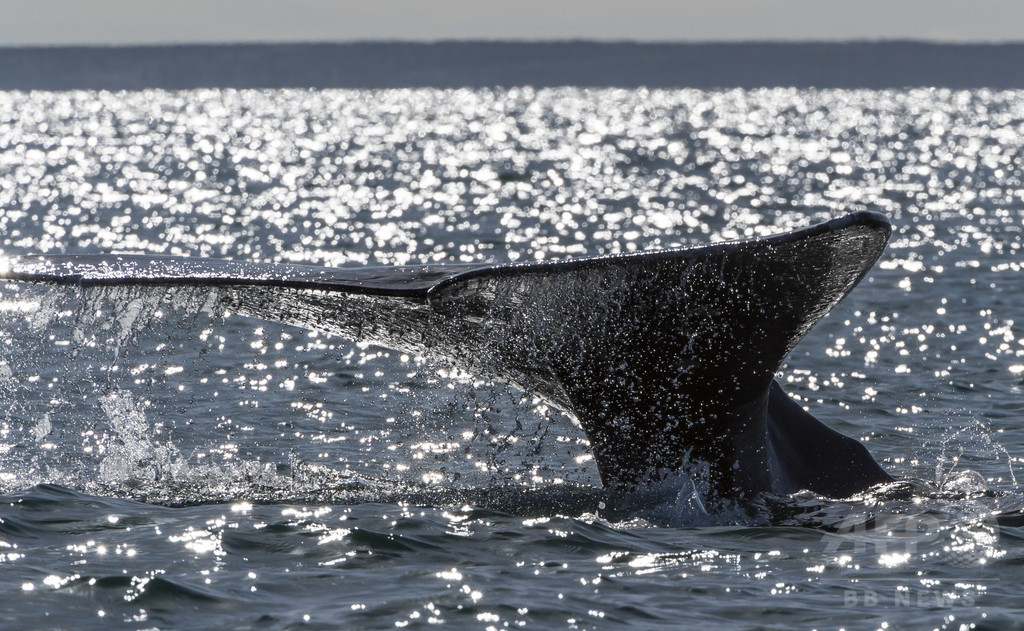 コククジラの「バーバラ」、哺乳類最長の移動距離を記録 コククジラの「バーバラ」、哺乳類最長の移動距離を記録