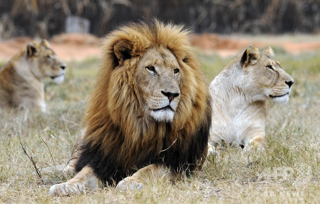 21歳の女性 飼養場のライオンに襲われ死亡 南アフリカ 写真1枚 国際ニュース Afpbb News