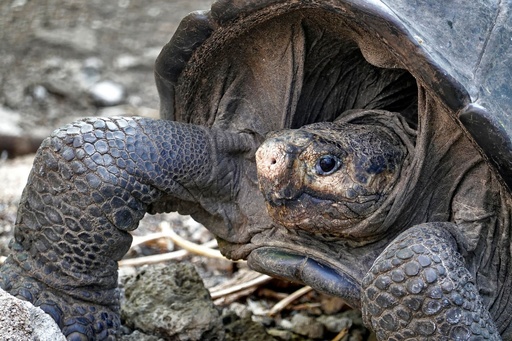 絶滅したはずのゾウガメの一種を発見 ガラパゴス諸島 写真16枚