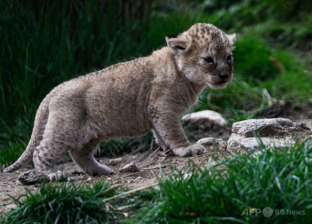 アフリカのライオン 楽天市場】【中古】アフリカライオン 88782 : AJIMURA-SHOP