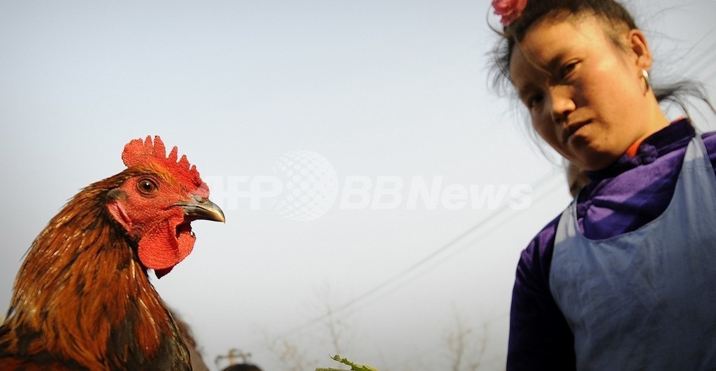鳥インフルH5N1型、根絶まで最低でも10年 国連機関 鳥インフルH5N1型、根絶まで最低でも10年 国連機関