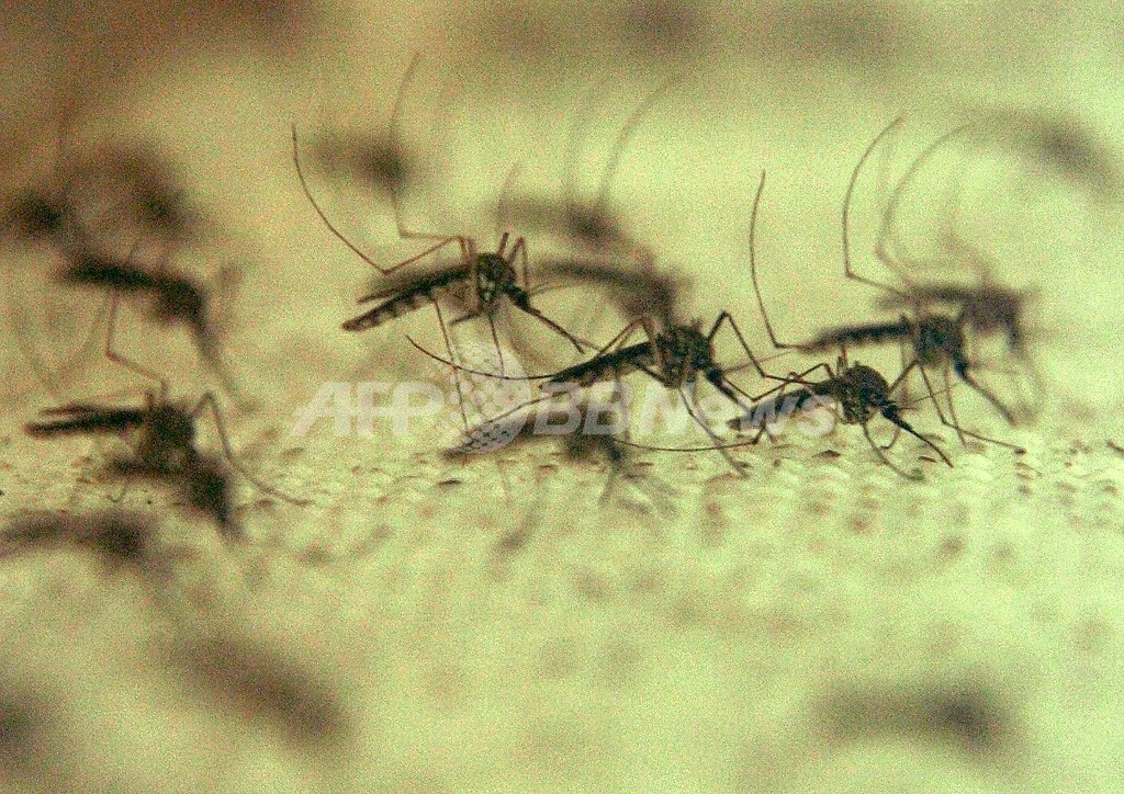 マラリア、北朝鮮から韓国に定着の兆し ソウル大研究チームが警告 マラリア、北朝鮮から韓国に定着の兆し ソウル大研究チームが警告