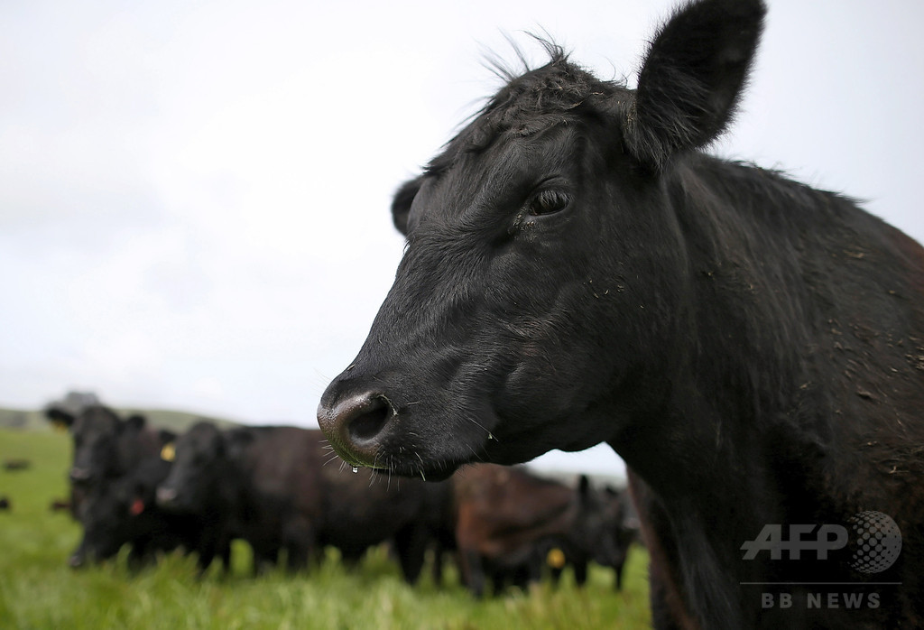 牛肉生産の環境負荷、鶏や豚を大幅に上回る 国際研究 牛肉生産の環境負荷、鶏や豚を大幅に上回る 国際研究