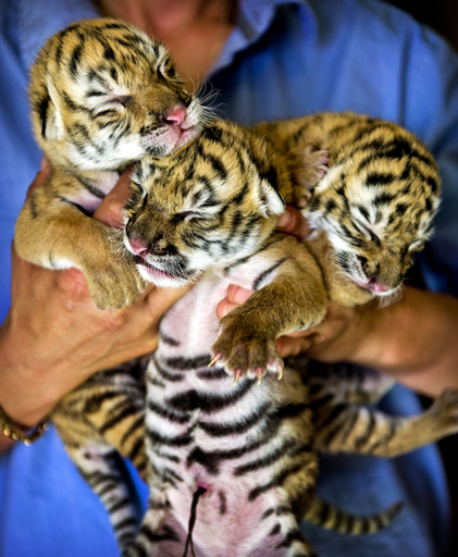 サーカス生まれのトラの赤ちゃん3頭、オランダ 写真2枚 国際ニュース