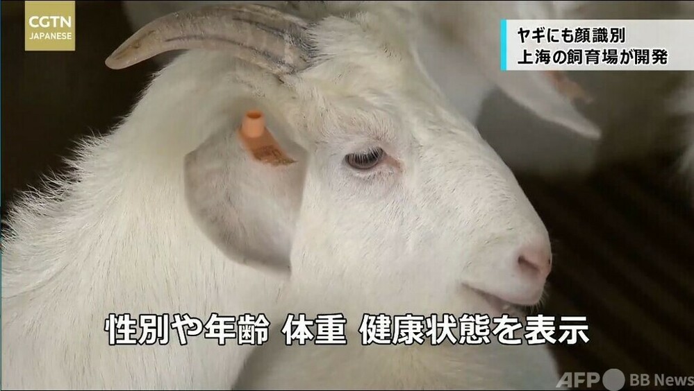 ヤギにも顔識別 上海の飼育場が開発 写真1枚 国際ニュース Afpbb News ヤギにも顔識別 上海の飼育場が開発 写真1枚 国際ニュース Afpbb News
