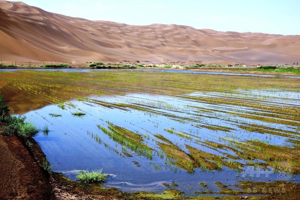 砂漠を水田に変える 新疆トルファン 写真3枚 国際ニュース:AFPBB News