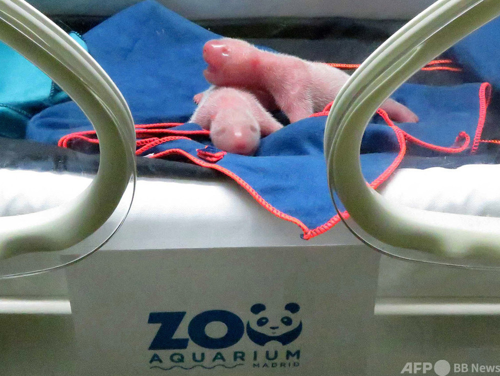 双子のパンダ誕生 スペインの動物園 写真1枚 国際ニュース Afpbb News