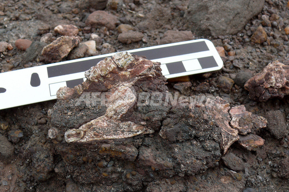 サルとヒトとの進化の分岐、定説より最近か ミシガン大 写真2枚 国際ニュース:AFPBB News