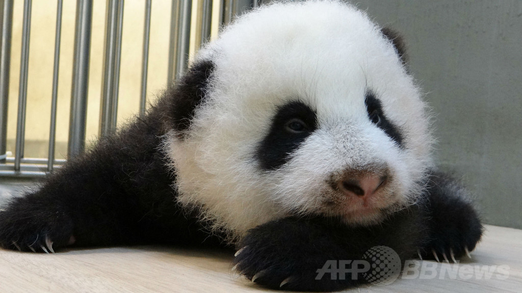 【特集】台湾の赤ちゃんパンダ成長記