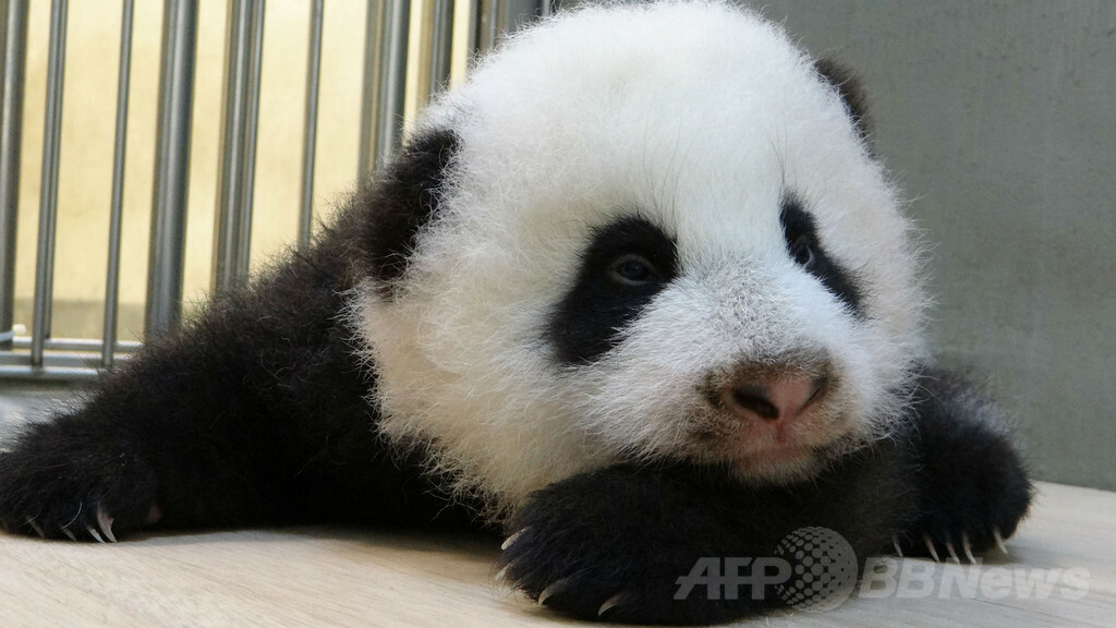 【特集】台湾の赤ちゃんパンダ成長記