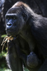 ブラジル・ベロオリゾンテの動物園で飼育されているニシローランドゴリラ（2019年10月14日撮影）。(c)DOUGLAS MAGNO / AFP