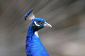 ホンジュラスの首都テグシガルパ（Tegucigalpa）北部の動物園では、動物たちが思い思いに時を過ごしている。写真は飾り羽を広げるクジャク（2012年7月12日撮影）。(c)AFP/Orlando SIERRA